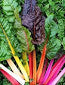 Chard Rainbow - Salt Spring Seeds