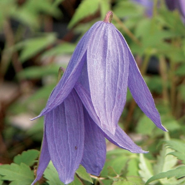 Clematis Alpina Frances Rivis