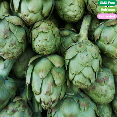Artichoke Green Globe Imp. - Ontario Seed Company
