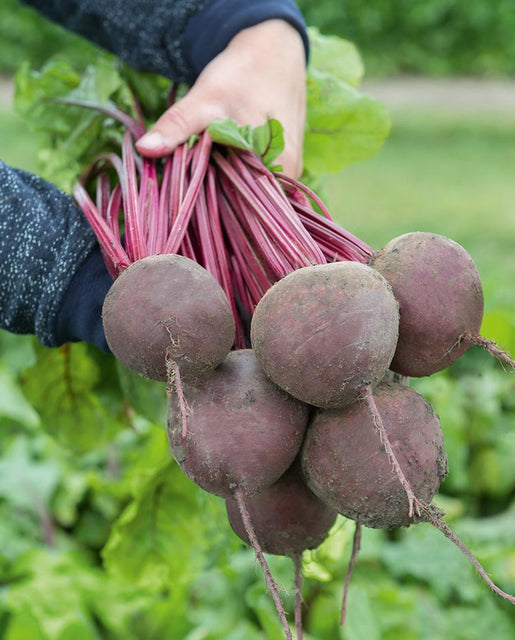 Organic Beet Subeto - West Coast Seeds