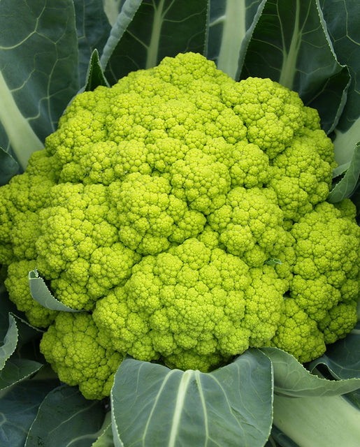 Cauliflower Trevi F1 - West Coast Seeds