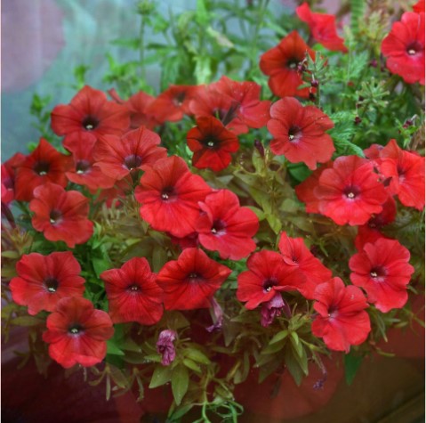 Petunia Cascade Red - Ontario Seed Company