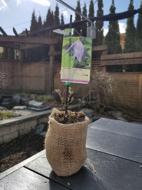 Clematis Alpina Frances Rivis
