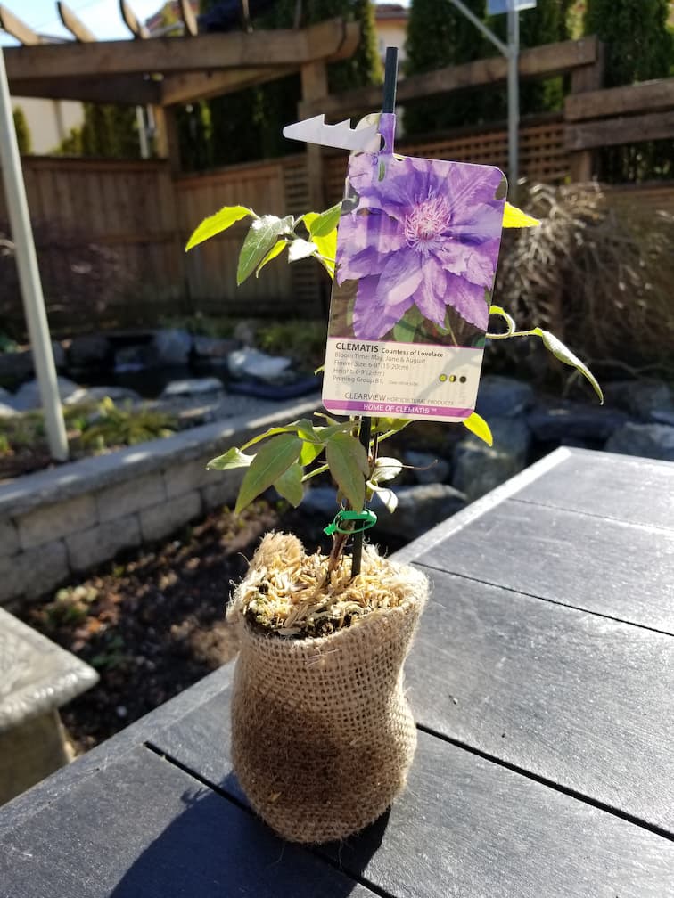 Clematis Countess of Lovelace