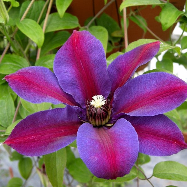 Clematis Mrs N Thompson – Wildwood Outdoor Living