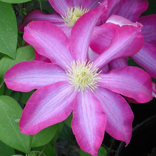 Clematis Pink Champagne