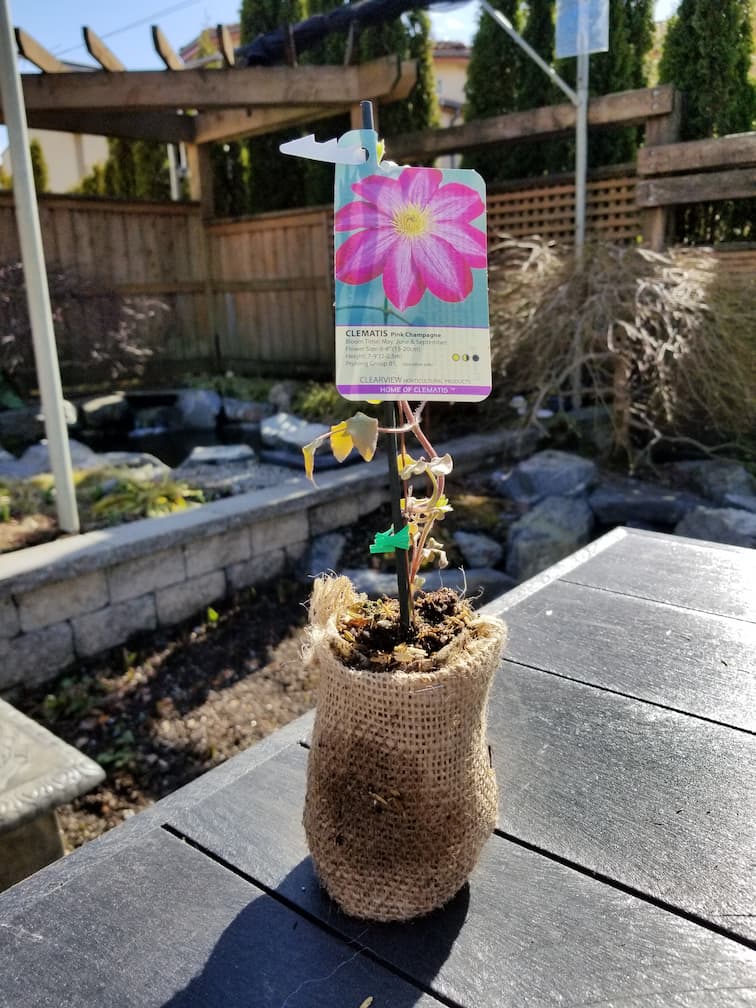 Clematis Pink Champagne