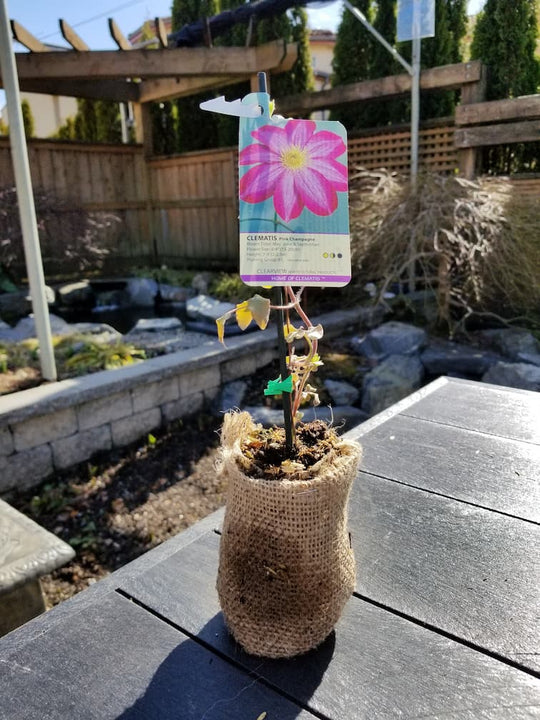 Clematis Pink Champagne