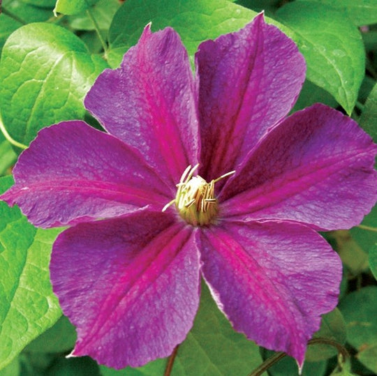 Clematis Star of India