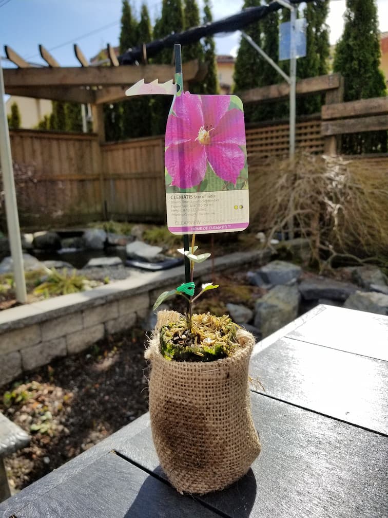 Clematis Star of India