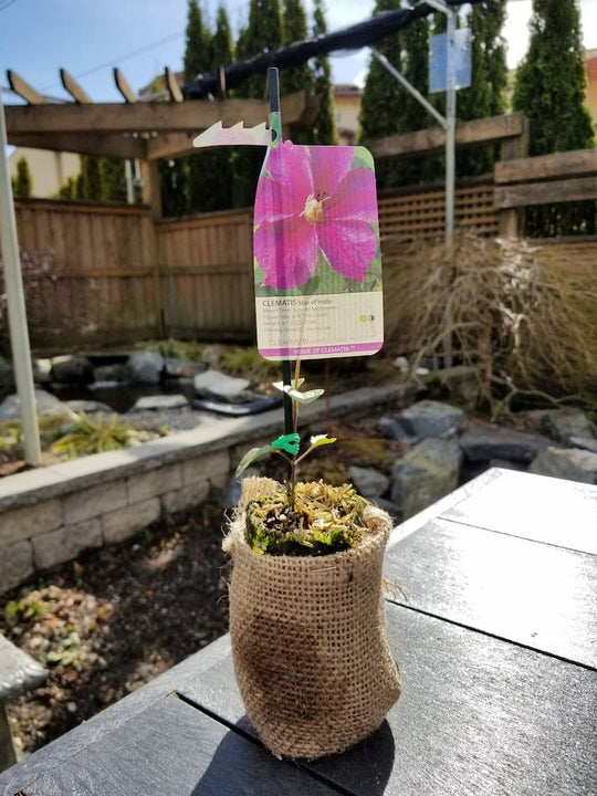 Clematis Star of India