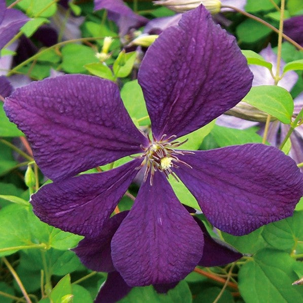 Clematis Viticella Negritjanka – Wildwood Outdoor Living