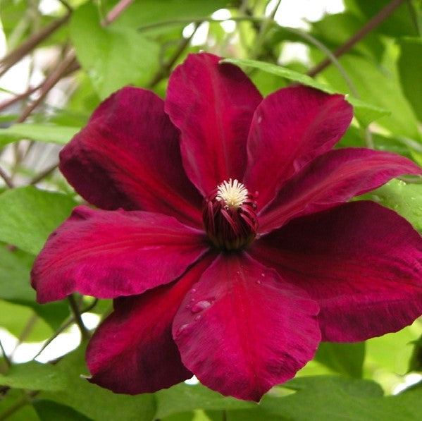Clematis Westerplatte