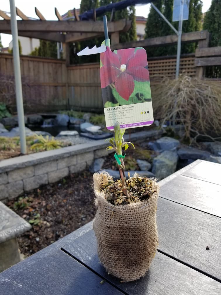 Clematis Westerplatte