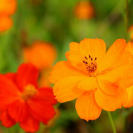 Cosmos Bright Lights - Ontario Seed Company