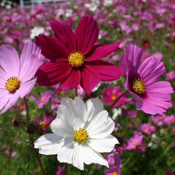 Cosmos Mix - Saanich Organics