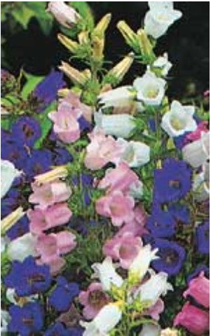 Canterbury Bell Cup & Saucer Mixed - Ontario Seed Company