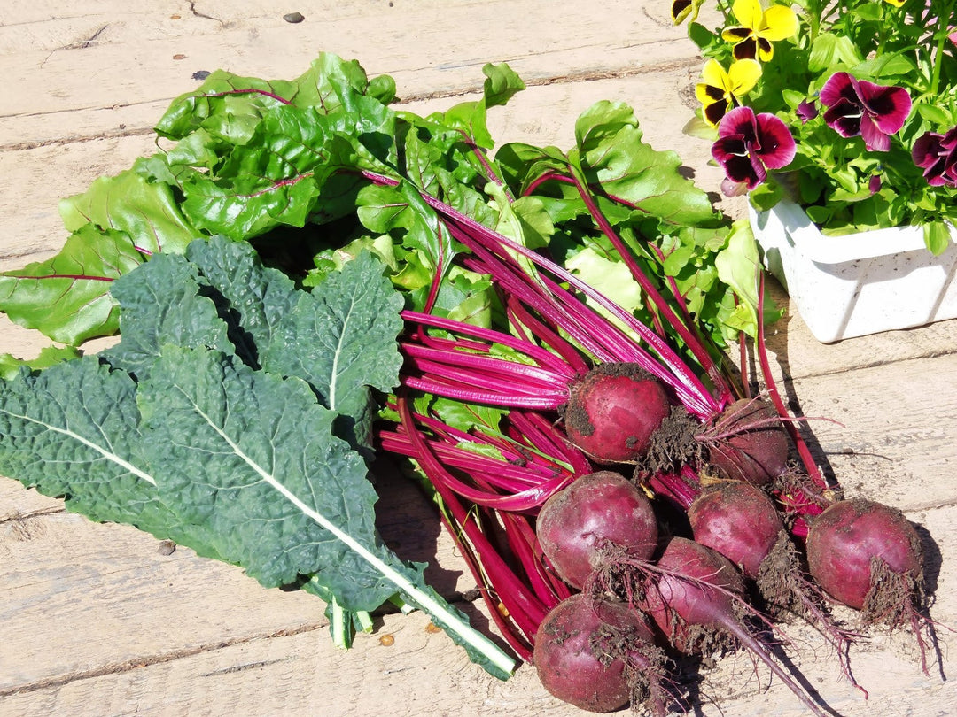 Beet Detroit Dark Red - Salt Spring Seeds