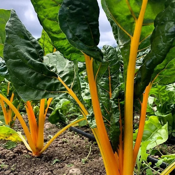 Chard El Dorado - Saanich Organics