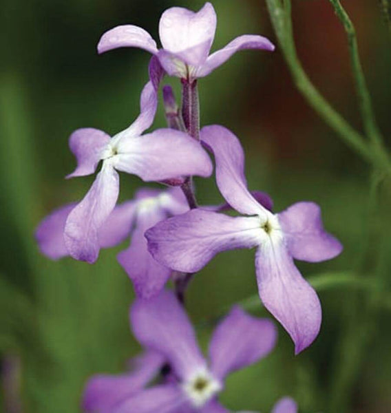 Evening Scented Stocks Matthiola - Ontario Seed Company