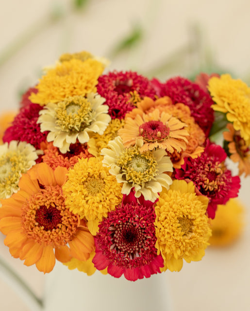 Zinnias Cupcake Blend - West Coast Seeds