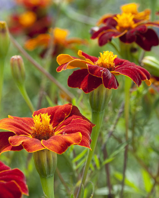 Marigold Linnaeus Burning Embers - West Coast Seeds
