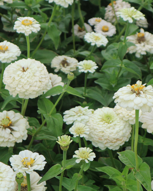 Zinnia Oklahoma Ivory - West Coast Seeds