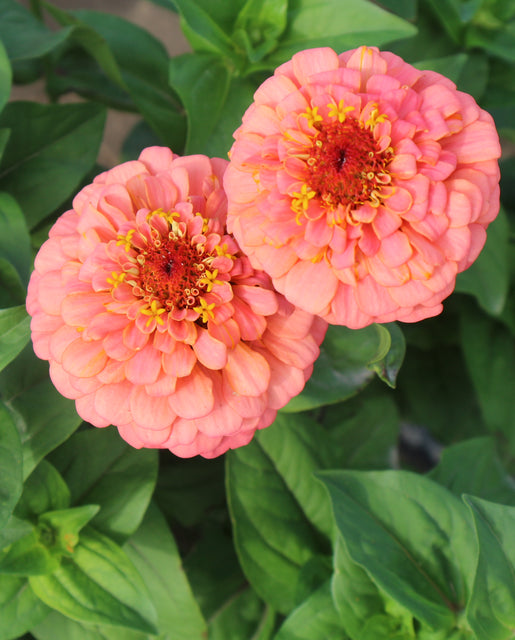 Zinnia Oklahoma Salmon - West Coast Seeds