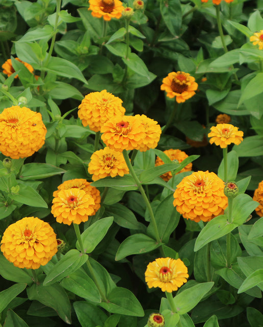 Zinnia Oklahoma Yellow - West Coast Seeds