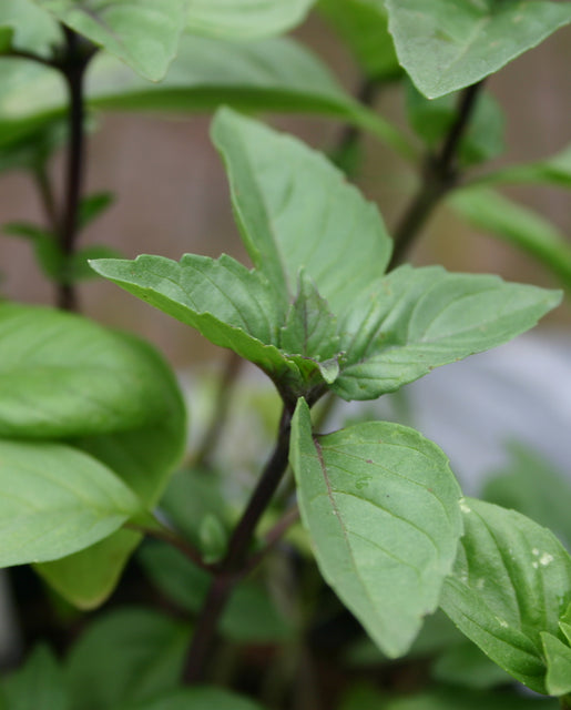 Basil Cinnamon - West Coast Seeds