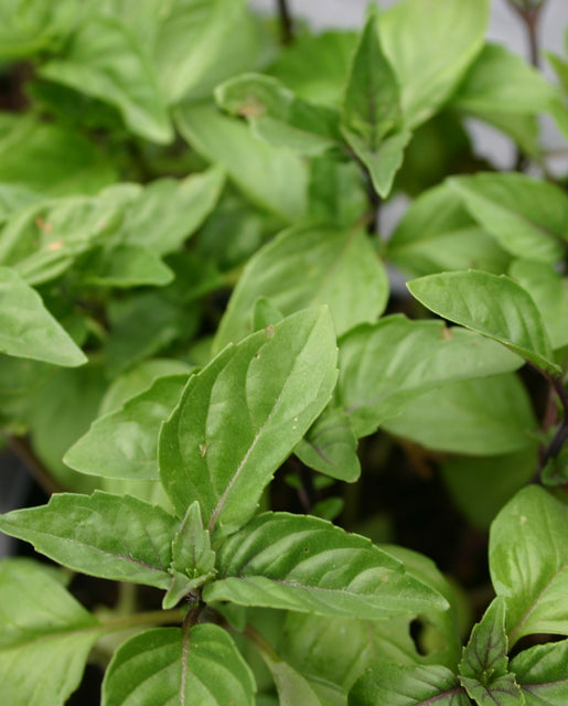 Basil Cinnamon - West Coast Seeds