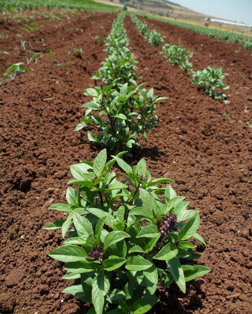 Organic Basil Sweet Thai - West Coast Seeds