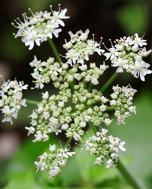 Caraway - West Coast Seeds