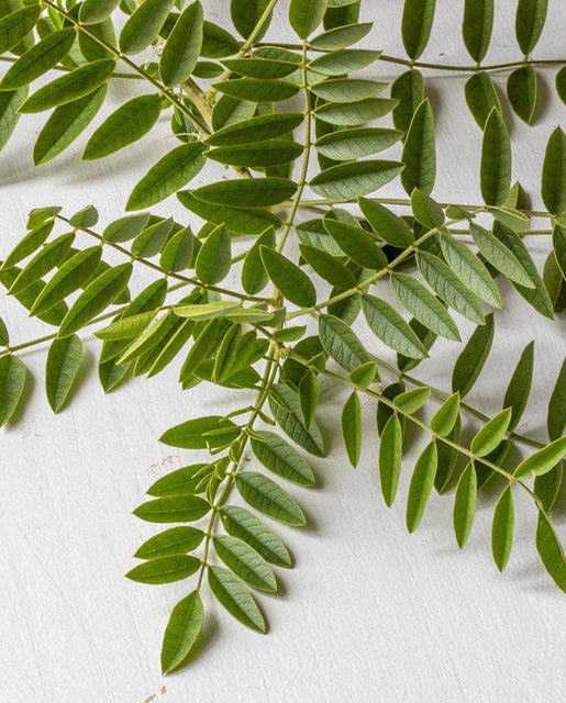 Liquorice - West Coast Seeds