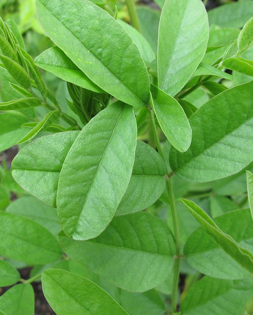 Liquorice - West Coast Seeds