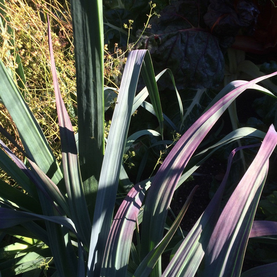 Leek Darcy's Purple - Salt Spring Seeds