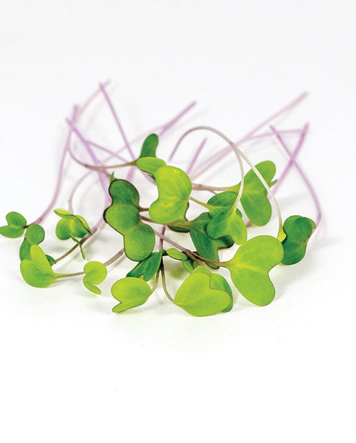 Microgreen Kohlrabi - West Coast Seeds