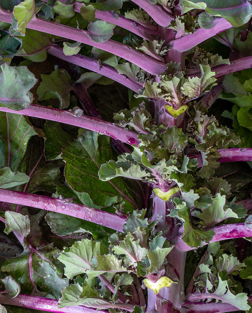 Kale Autumn Star Kalette - West Coast Seeds