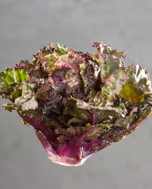 Kale Mistletoe Kalette - West Coast Seeds