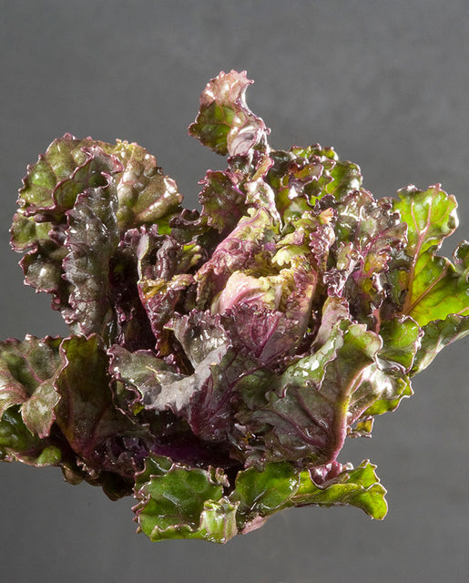 Kale Snowdrop Kalette - West Coast Seeds