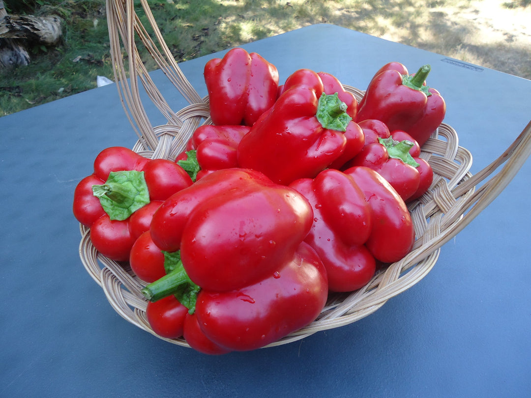Pepper King of the North - Salt Spring Seeds