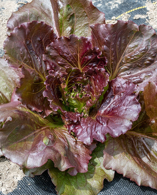 Lettuce Red Iceberg - West Coast Seeds