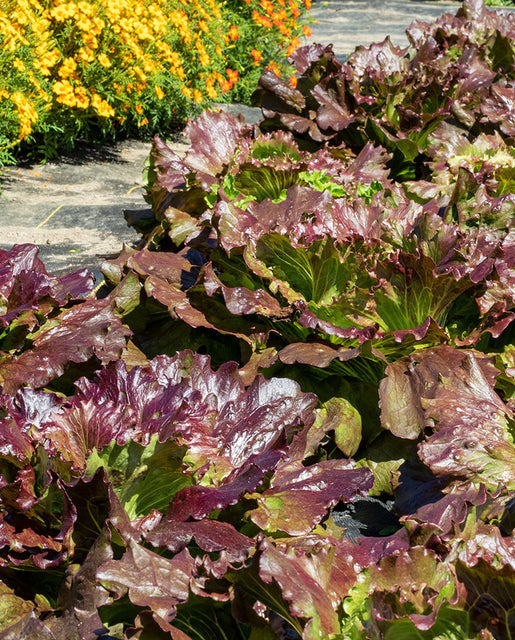 Lettuce Red Iceberg - West Coast Seeds