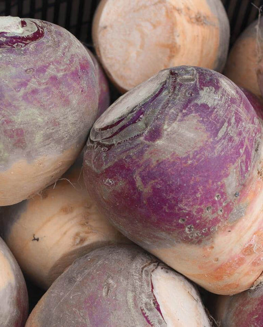 Rutabaga Laurentian - West Coast Seeds