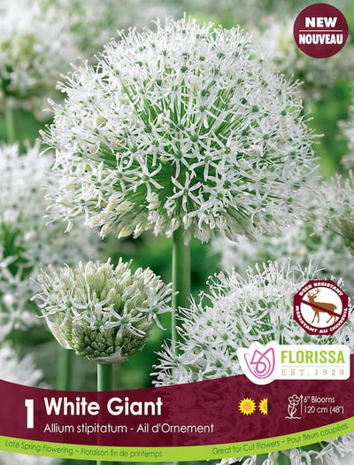 Allium - White Giant, 1 Pack