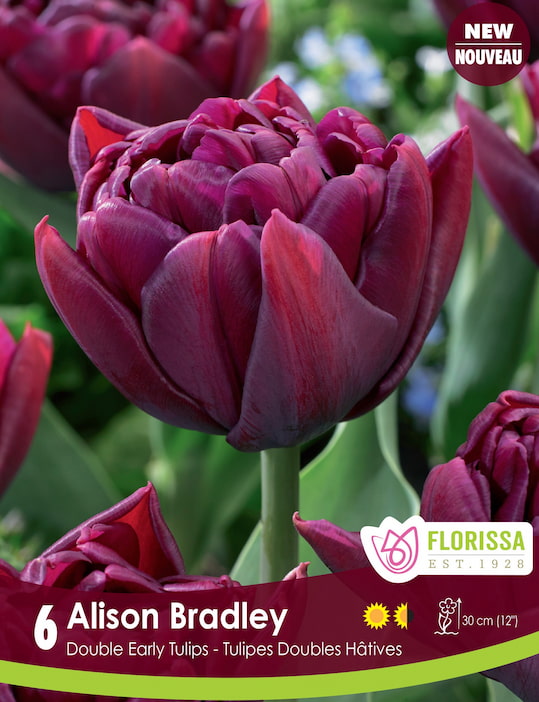 Tulip - Alison Bradley | Double Early Tulips | 6 Pack – Wildwood