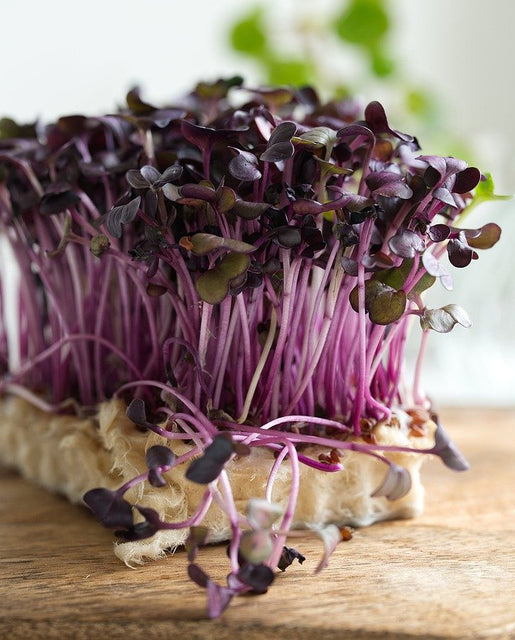 Organic Microgreen Radish - West Coast Seeds