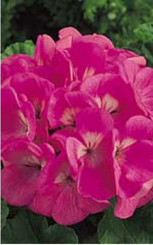 Geranium Maverick Pink - Ontario Seed Company