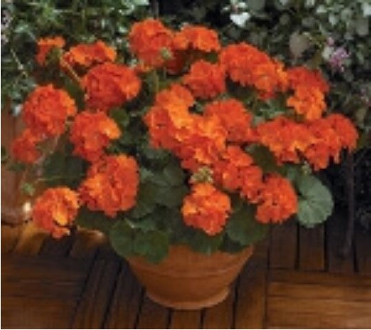 Geranium Maverick Orange - Ontario Seed Company