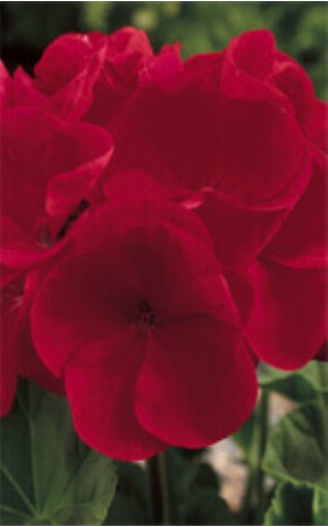 Geranium Maverick Red - Ontario Seed Company